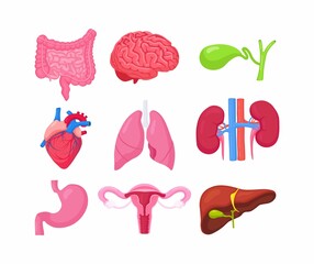 Human internal organs. Anatomy of brain, intestines, heart, lungs, kidneys, gallbladder, stomach, liver, female reproductive system, ovary, uterus, womb