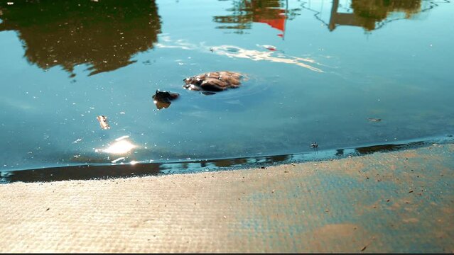 Little turtle swimming among garbage in a lake where people have thrown rubbish. Baby European pond turtle, Emys orbicularis dives into the pond