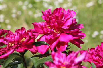 Fototapeta premium Pink double flower of Paeonia lactiflora (cultivar Alice) close-up. Flowering peony plant in summer garden