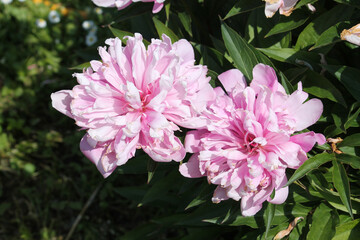 Pink double flowers of Paeonia lactiflora (cultivar Schafe). Flowering peony plant in summer garden