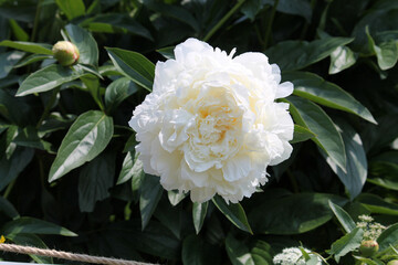 White double flower of Paeonia lactiflora (cultivar Henry Sass) close-up. Flowering peony plant in summer garden
