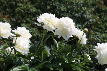 White double flowers of Paeonia lactiflora (cultivar Henry Sass). Flowering peony plant in summer garden