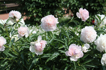 Pink double flowers of Paeonia lactiflora (cultivar Madame Calot). Flowering peony plant in summer garden