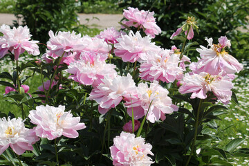 Pink double flowers of Paeonia lactiflora (cultivar Walter Faxon). Flowering peony plant in summer...