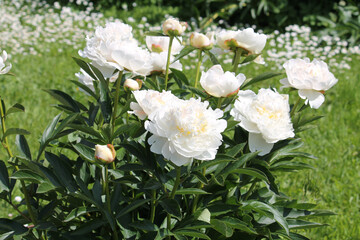 White double flowers of Paeonia lactiflora (cultivar Mercedes). Flowering peony plant in summer...