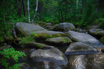 a mountain river with huge stones with green moss.wild forest of taiga.