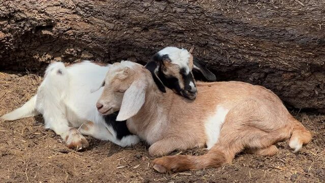 Two cute young goat kids snuggle on dirt together