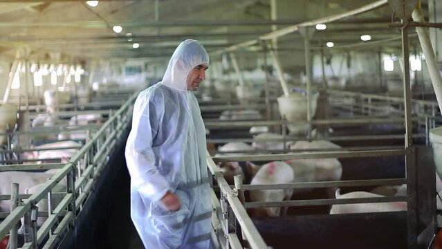 Portrait Of Veterinarian Doctor In Protective Suit At A Pig Farm - Protection Against Contamination. Pig Farming. Veterinarian Examining Pigs.