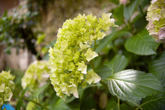 flor hortencia florecida de colores verdes
