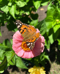 Obraz premium butterfly on flower 