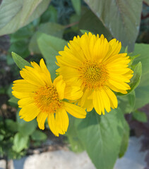 beautiful yellow flower growing in the garden