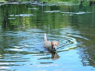 dog in the water