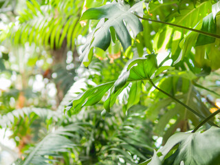 Monstera deliciosa, Swiss cheese plant or split-leaf philodendron. Tropical plant with large green leaves in greenhouse.