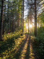 Sunset in forest. Sun shines between tree trunks. Summer in countryside.