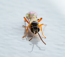 wasp