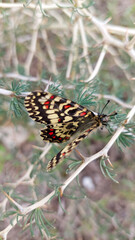 Mariposa