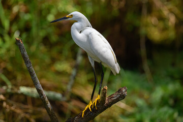 Snowy Egret