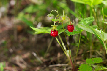 wild strawberry in the forest in sunny day