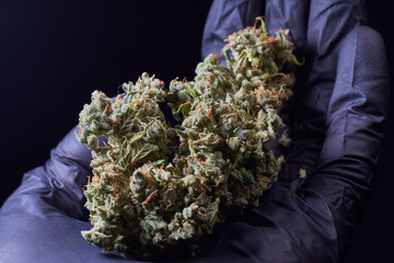 Flor de cannabis, marihuana , cogollo, ak mandarine, sobre guante negro 