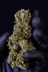 Flor de cannabis, marihuana , cogollo, ak mandarine, sobre guante negro 