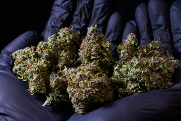 Flor de cannabis, marihuana , cogollo, ak mandarine, sobre guante negro 