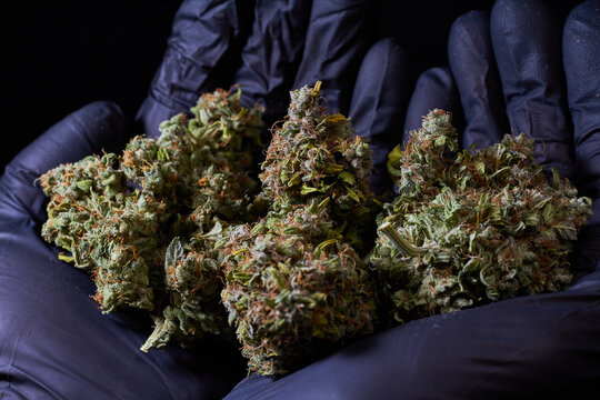 Flor de cannabis, marihuana , cogollo, ak mandarine, sobre guante negro 