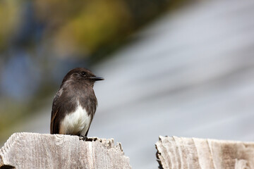 Close up of black phoebe perched on a wooden fence in California, USA.