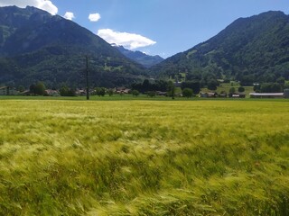 Fototapeta premium landscape in the mountains