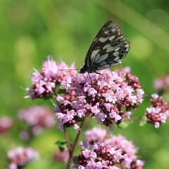 Schmetterling