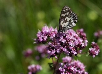 Schmetterling