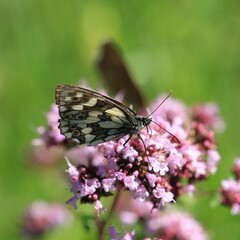 Schmetterling