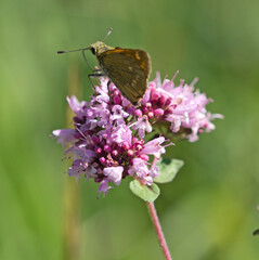 Schmetterling