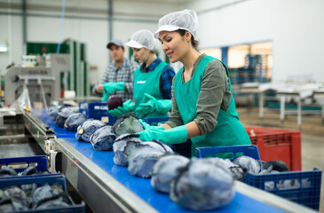 Smiling asian workwoman working on sorting line in vegetable factory, checking quality and...