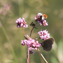 Schmetterling
