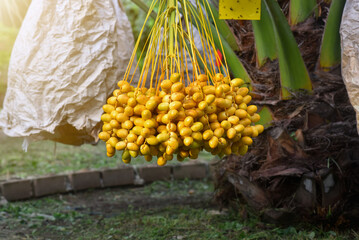 Fresh dates from the palm tree Udon thani, thailand