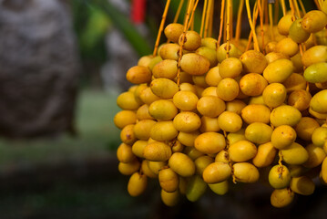 Fresh dates from the palm tree Udon thani, thailand