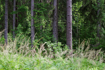 pine forest in sunny summer day as a wild nature background