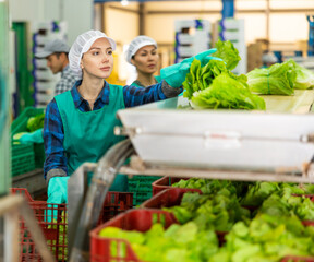 Skilled young female worker of vegetable processing factory checking fresh green lettuce on conveyor belt of sorting production line and packing into boxes