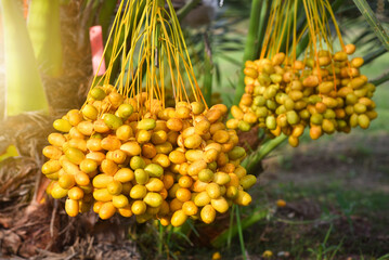 Fresh dates from the palm tree Udon thani, thailand