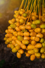 Fresh dates from the palm tree Udon thani, thailand