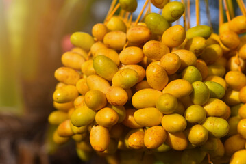 Fresh dates from the palm tree Udon thani, thailand
