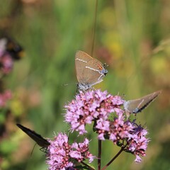 Schmetterling