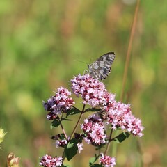 Schmetterling