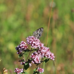 Schmetterling