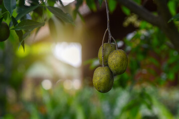 Elaeocarpus hygrophilus on the tree