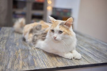 cat lying down on wooden table looking at camera.