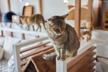 cat lying down on wooden table looking at camera.