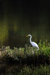 Egret