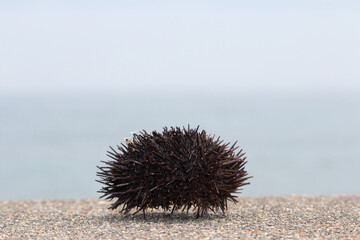 Single murasaki uni sea urchin shell on concrete