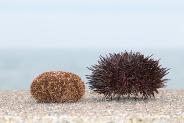 Hokkaido bafun and murasaki sea urchin shells 